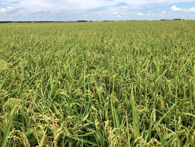 Arkansas County Extension Office